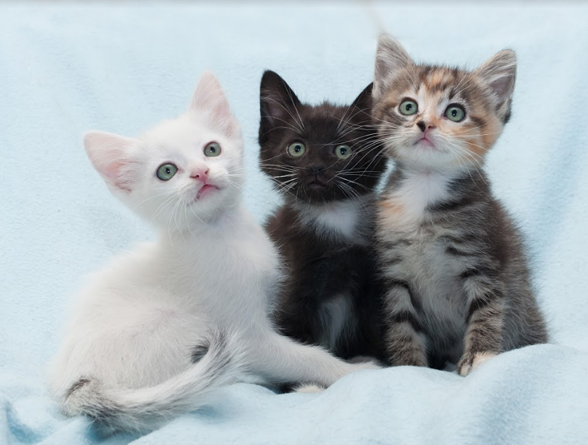 Three Kittens